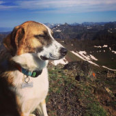 Aluminum Bone Shaped Pet ID Tag (Front)