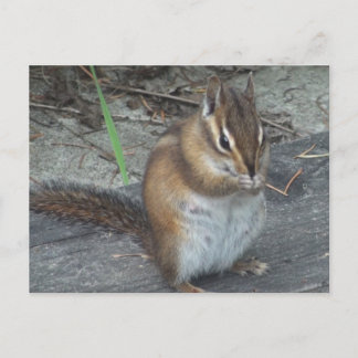Alvie the Chipmunk Postcard