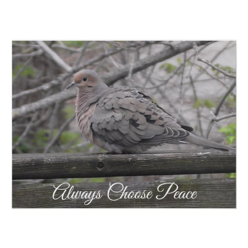 Always Choose Peace  Dove Photo Poster