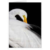 Always Egrets (Front)