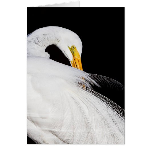 Always Egrets Cards (Front)