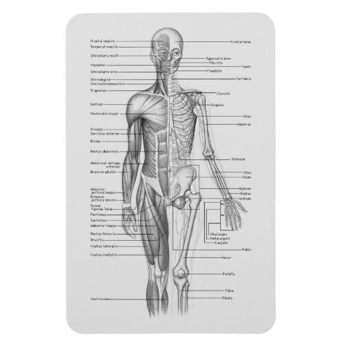 Always Learning Human Body Anatomy Chart Magnet