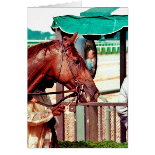 Alydar Thoroughbred 1979 Cards (Front)