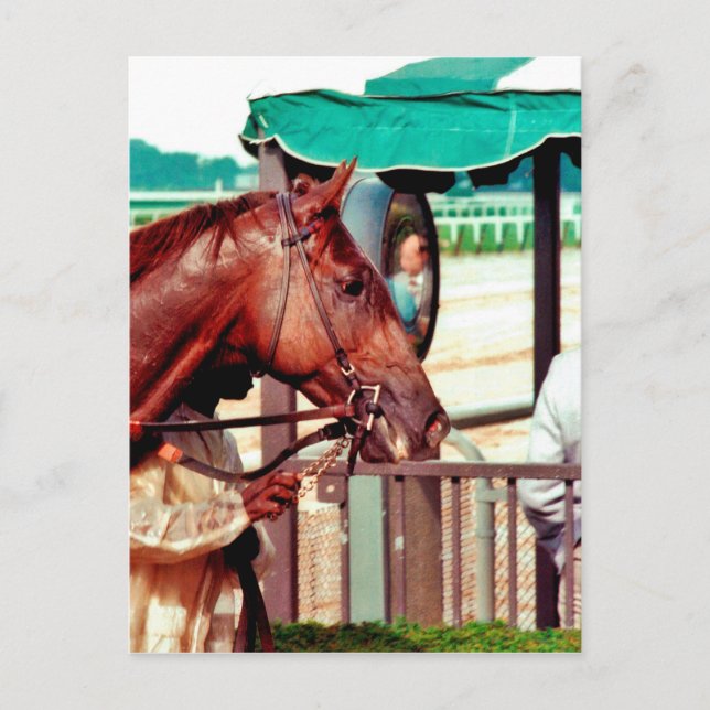 Alydar Thoroughbred 1979 Postcard (Front)