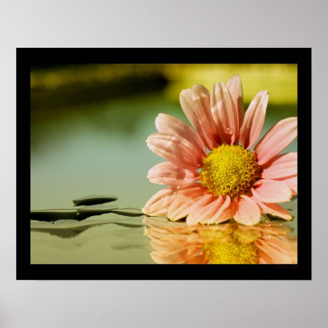 alysis poster (Front)