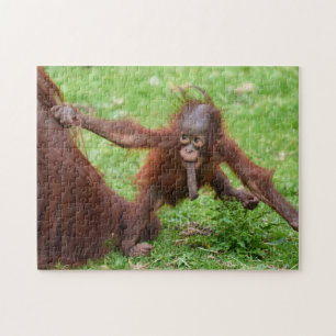 Am I Cute - Orangutan Baby with Mother Jigsaw Puzzle