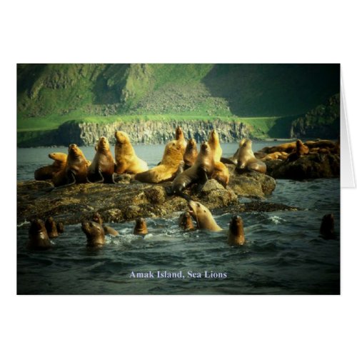 Amak Island Sea Lions Card