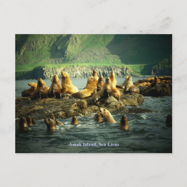 Amak Island Sea Lions Postcard (Front)