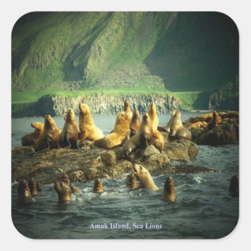 Amak Island Sea Lions Square Sticker