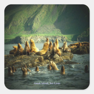 Amak Island Sea Lions Square Sticker