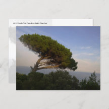 Amalfi Coast Umbrella Pine Tree, Italy - postcard