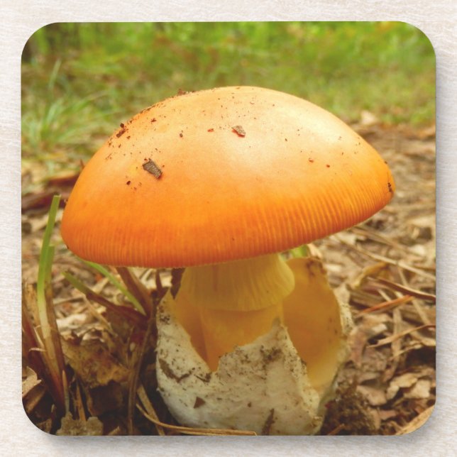 Amanita Caesarea Mushroom Hard Plastic Coasters (Front)