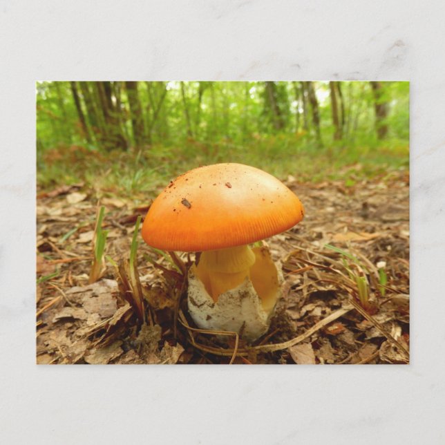 Amanita Caesarea Mushroom Postcard (Front)
