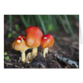 Amanita family mushroom (Front Horizontal)