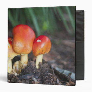 Amanita family mushroom binder