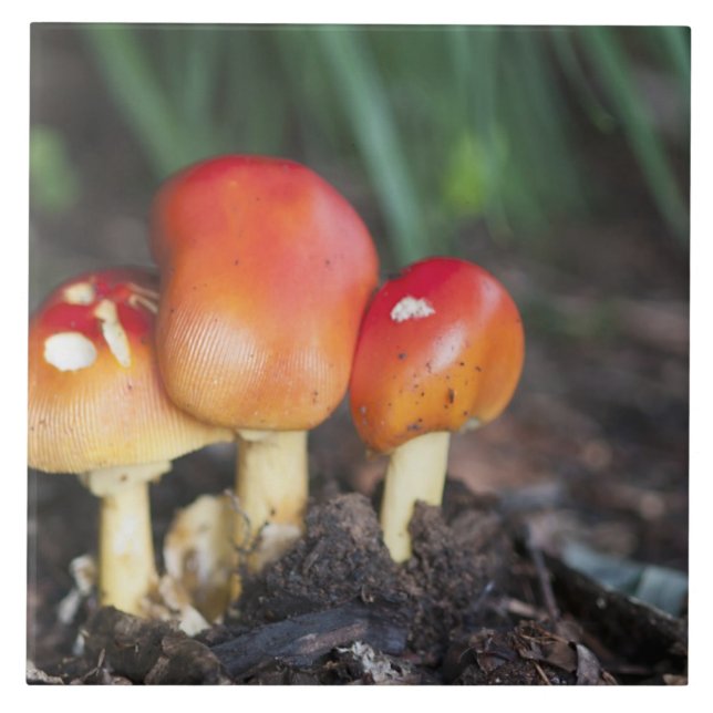 Amanita family mushroom ceramic tile (Front)