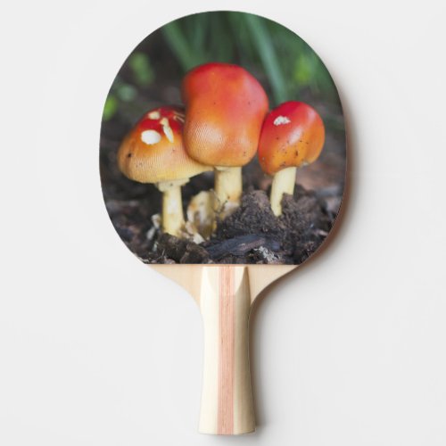 Amanita family mushroom ping pong paddle