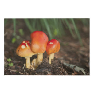 Amanita family mushroom wood wall decor