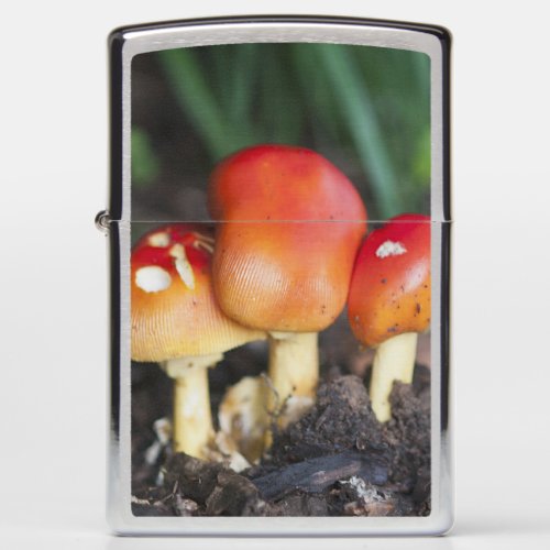 Amanita family mushroom zippo lighter