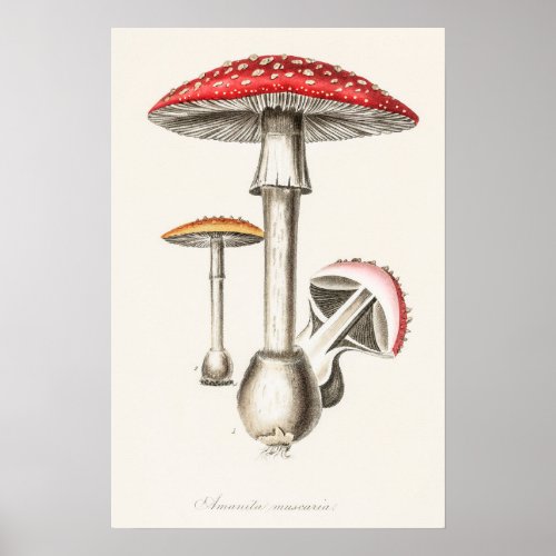 Amanita Muscaria Mushroom Illustration  Poster