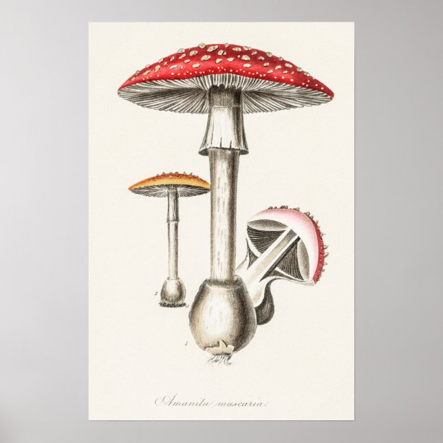 Amanita Muscaria Mushroom Illustration ( Poster (Front)