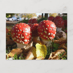 Amanita muscaria postcard