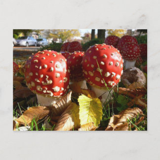 Amanita muscaria postcard