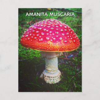 AMANITA MUSCARIA POSTCARD