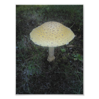 Amanita Muscaria var. Formosa - 01 Photo Print