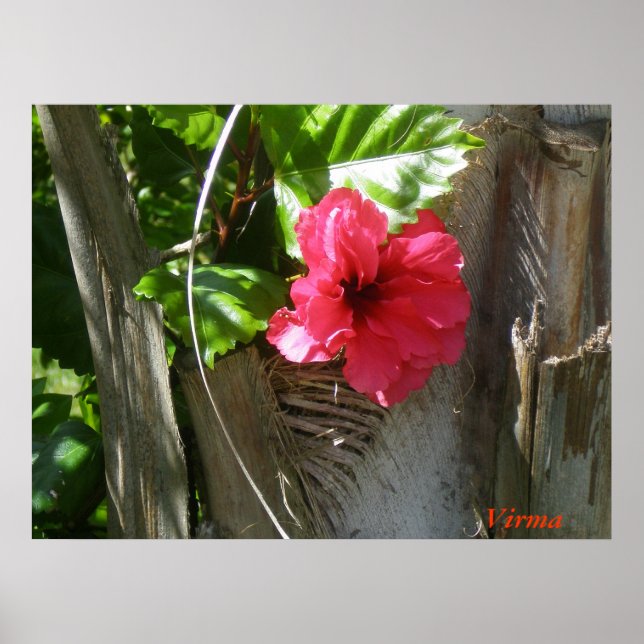 Amapola enamorada del palmar poster (Front)