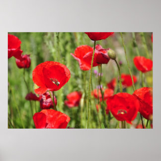 Amapolas Poster