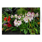 Amaryllis (Front Horizontal)