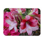 Amaryllis and Poinsettia Red Holiday Flowers Magnet