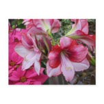 Amaryllis and Poinsettia Red Holiday Flowers Postcard