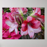 Amaryllis and Poinsettia Red Holiday Flowers Poster