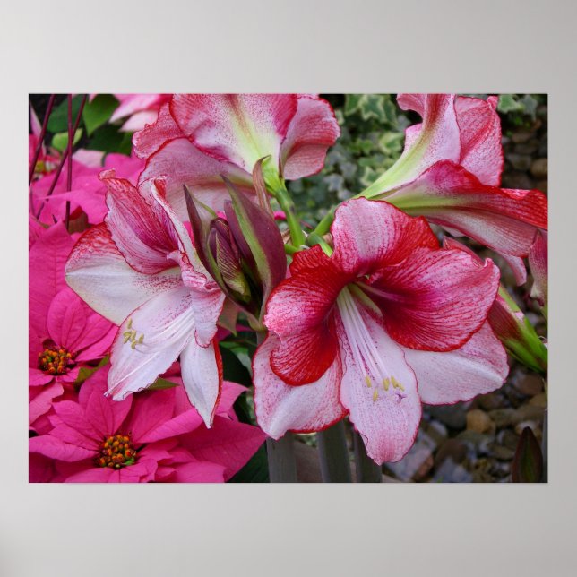 Amaryllis and Poinsettia Red Holiday Flowers Poster (Front)
