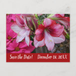 Amaryllis and Poinsettias Save the Date Announcement Postcard