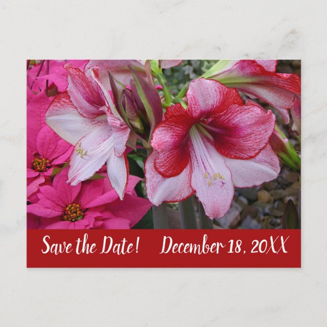 Amaryllis and Poinsettias Save the Date Announcement Postcard (Front)
