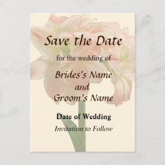 Amaryllis Aphrodite Save the Date Announcement Postcard