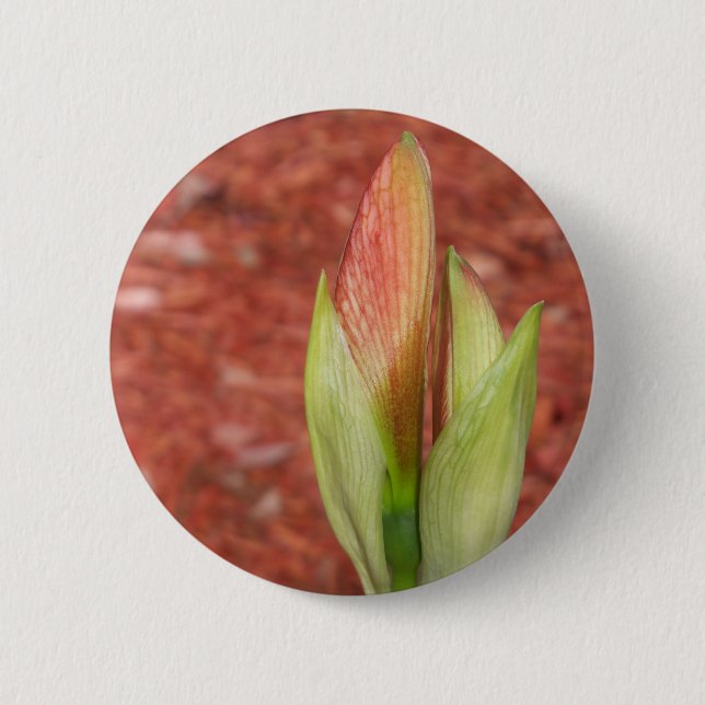 Amaryllis Apple blossom flower bud Button (Front)