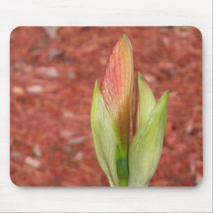 Amaryllis Apple blossom flower bud Mouse Pad