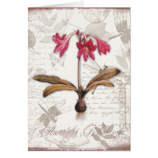 Amaryllis Belladonna Cards (Front)