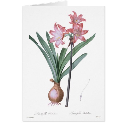 Amaryllis belladonna cards (Front)