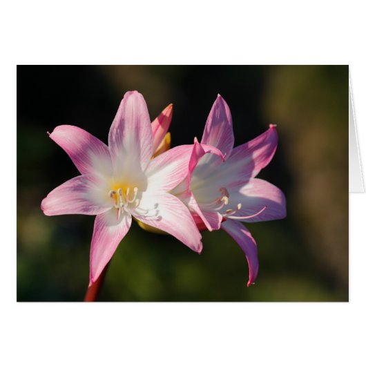 Amaryllis belladonna cards (Front Horizontal)