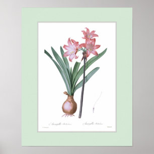 Amaryllis belladonna,Custom border Poster