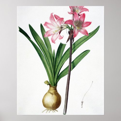 Amaryllis Belladonna from Les Liliacees engrav Poster