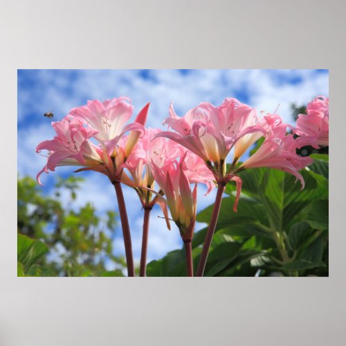 Amaryllis belladonna poster