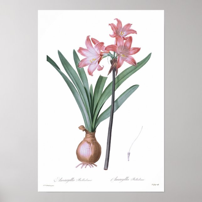 Amaryllis belladonna poster (Front)