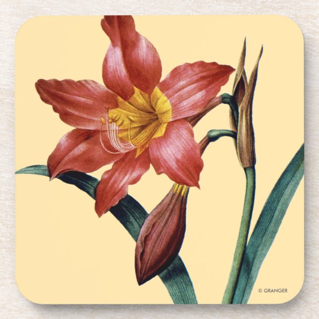 Amaryllis Beverage Coaster (Front)