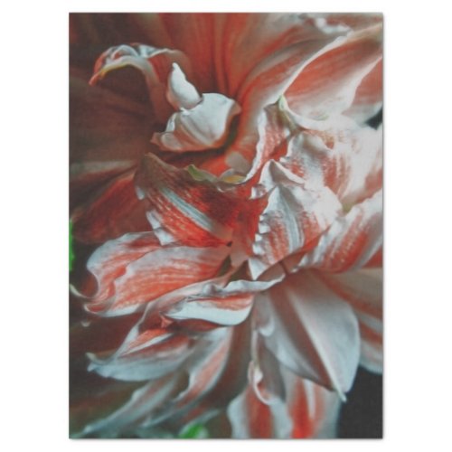 Amaryllis Bloom Tissue Paper